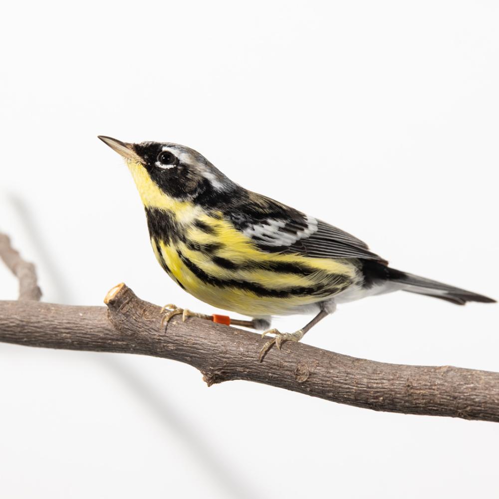 Magnolia warbler (bird) perched on a tree branch in front of a white background