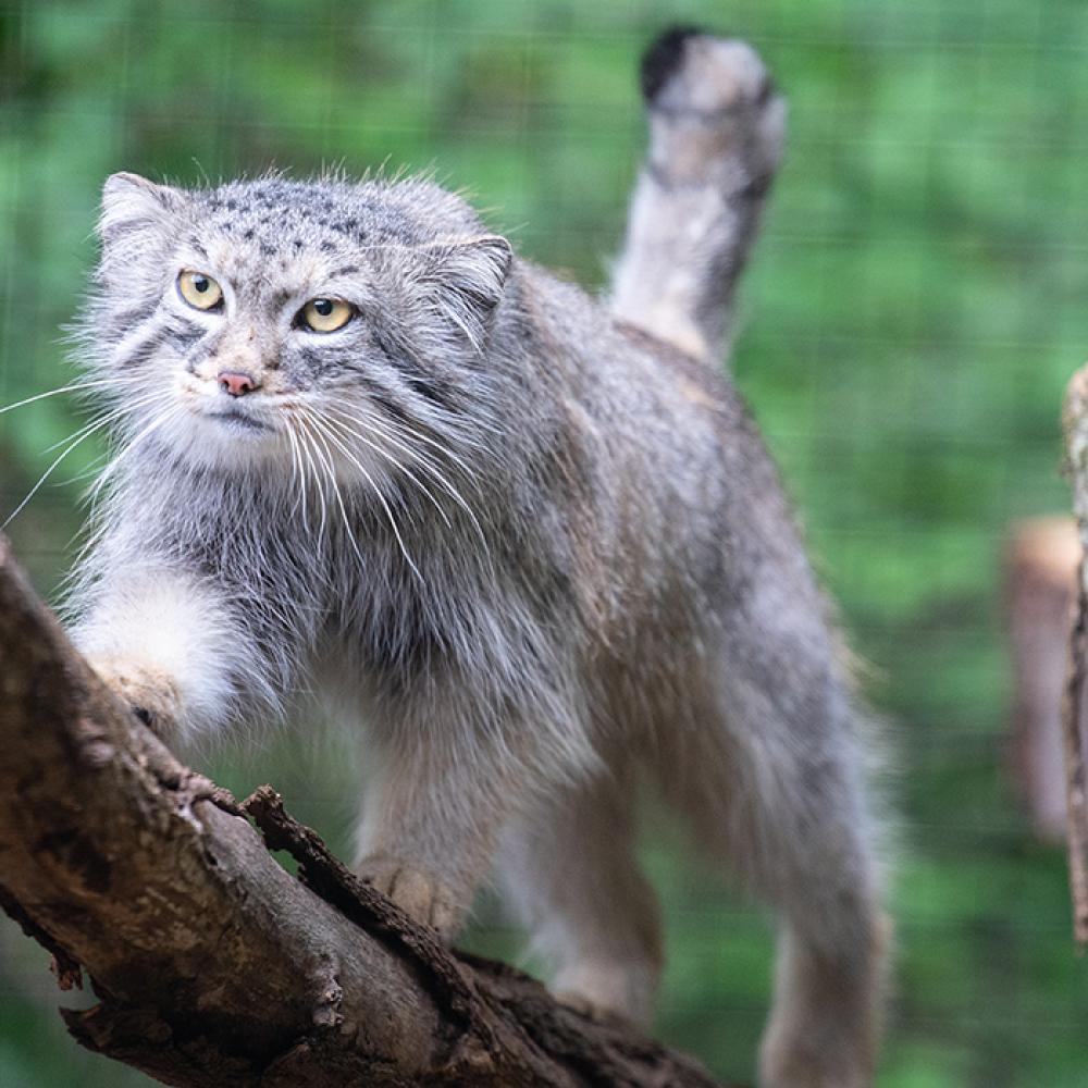 A Pallas' cat with long fur, a flat face, and a stocky body runs across a tree branch