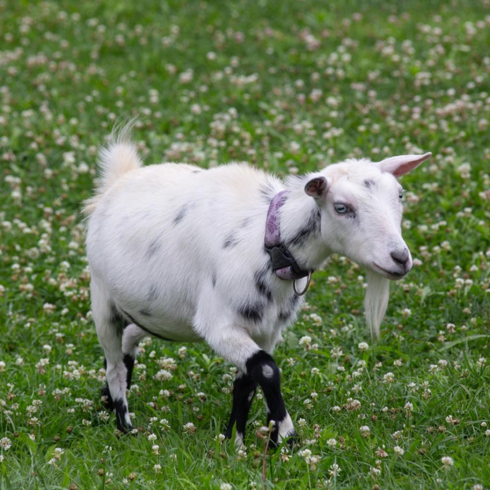 A small goat wearing a collar walks through a grassy yard at the Kids' Farm exhibit