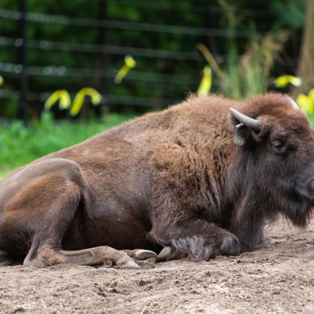 American bison Lucy