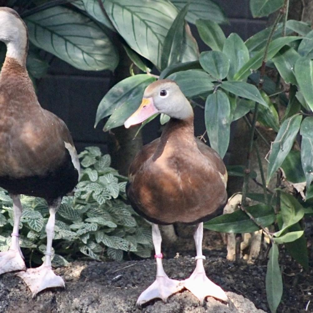 A male and female black-bellied whistling ducks stand on some rocks in their indoor habitat. There is some vegetation growing behind them.