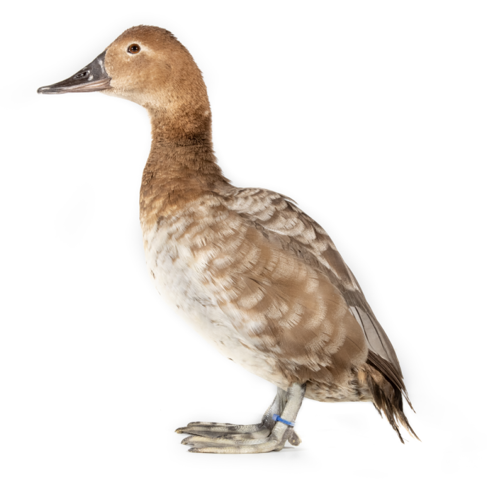Female canvasback (duck) standing, facing the left. She is on a white backdrop.