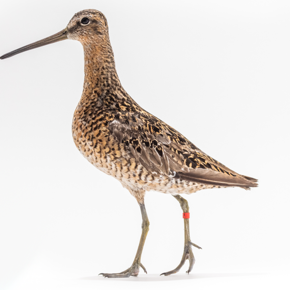 Side profile of a short-billed dowitcher, a shorebird with patterened brown plumage and a straight bill.