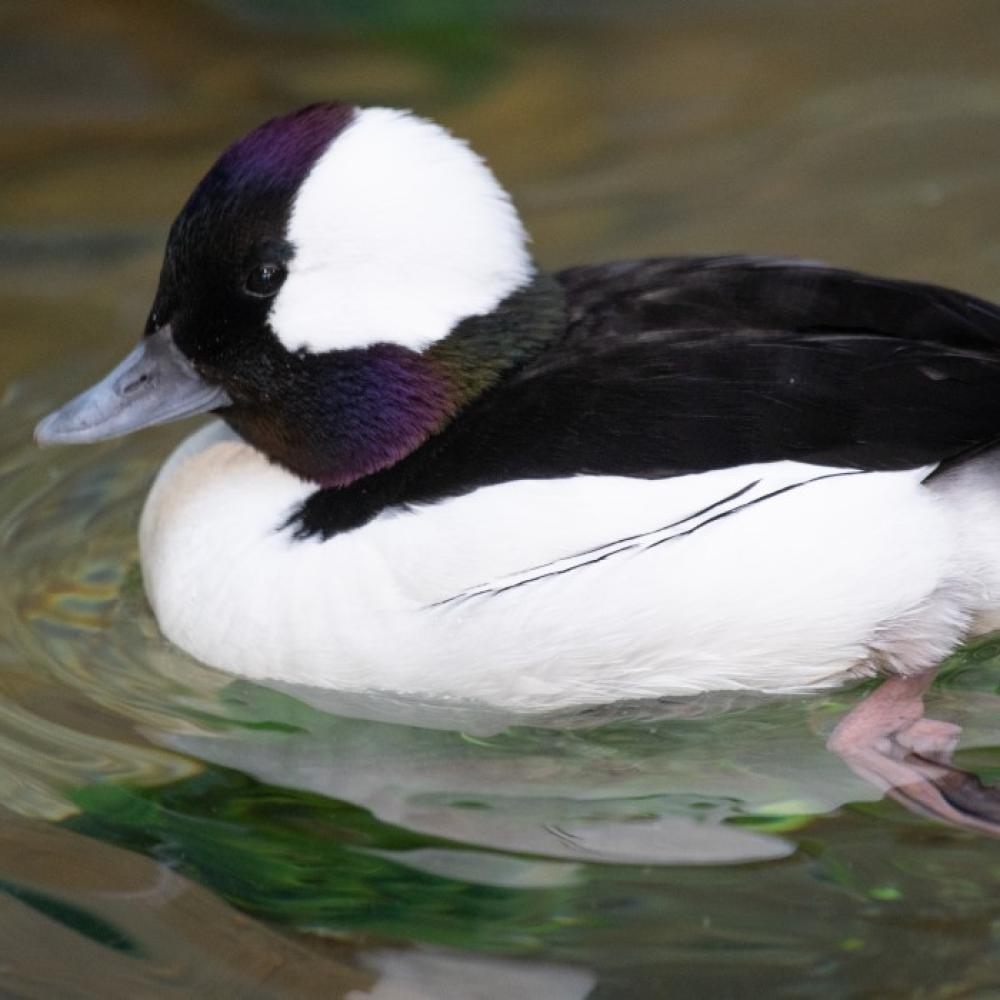 A male bufflehead swims in an indoor pool. The water is very clear and there is some greenery poking out from the upper left corner and lower right corner of the photo.