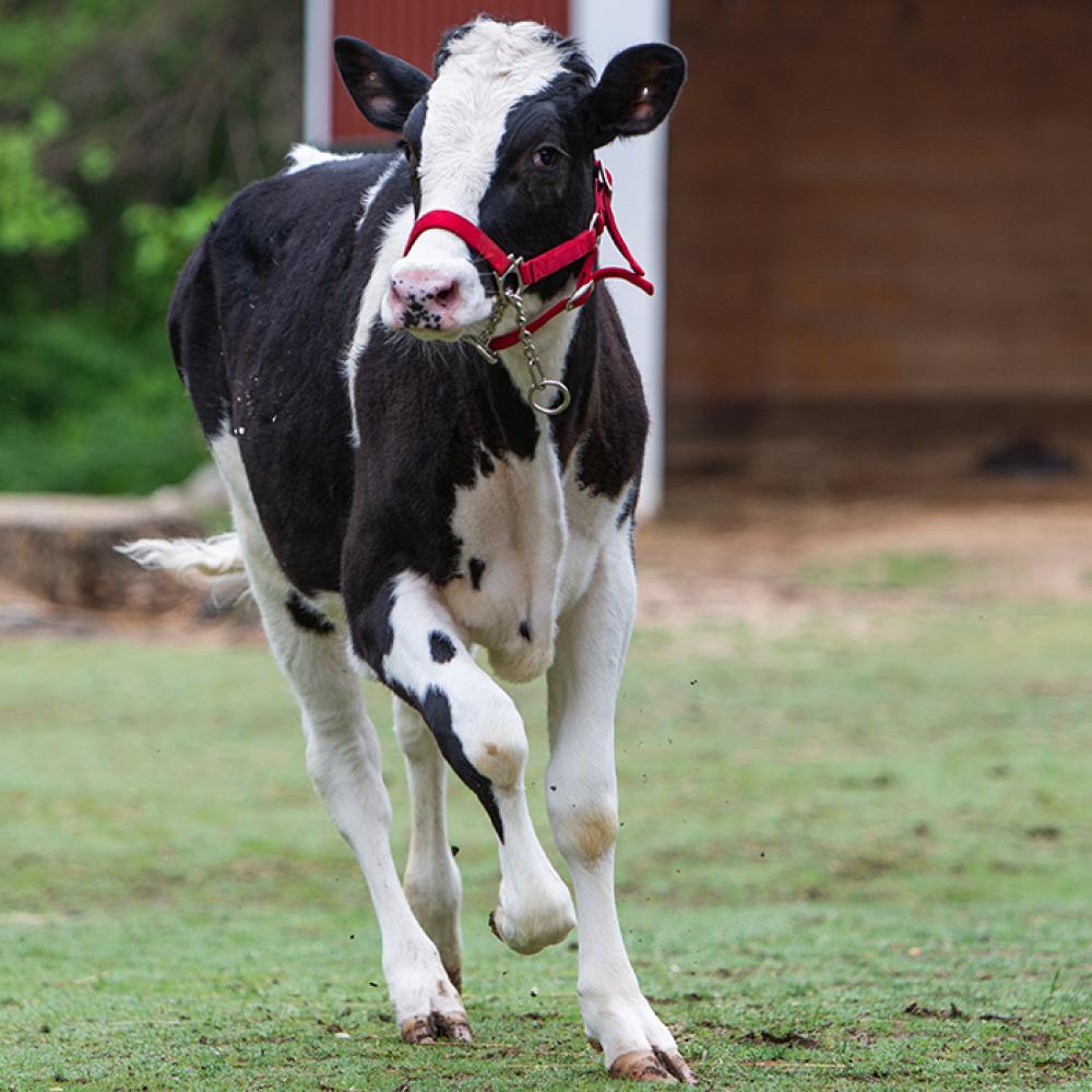 A black-and-white holstein calf (cow) running through the grass in front of the barn at Smithsonian's National Zoo's Kids' Farm exhibit