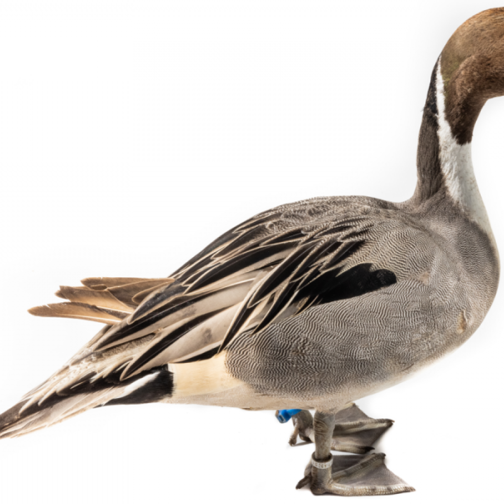 A male Northern pintail stands on a white backdrop.