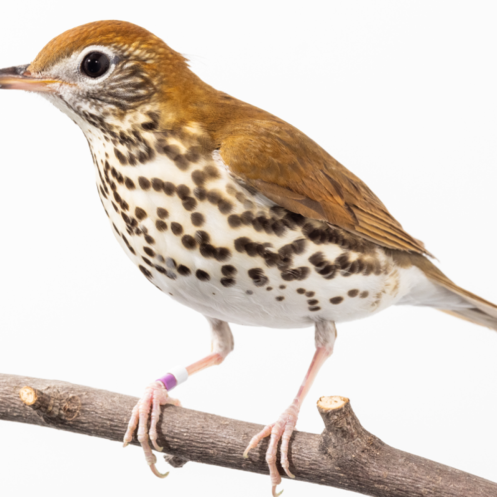 Side profile of a wood thrush, a medium-sized songbird with bright brown plumage on its upper parts and a creamy white chest with brown spots,