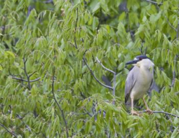 A black-crowned night heron perched in a tree surrounded by green leaves