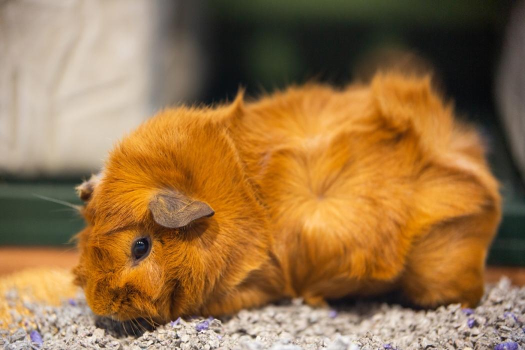 A guinea pig about the size of a large potato with soft fur and floppy ears