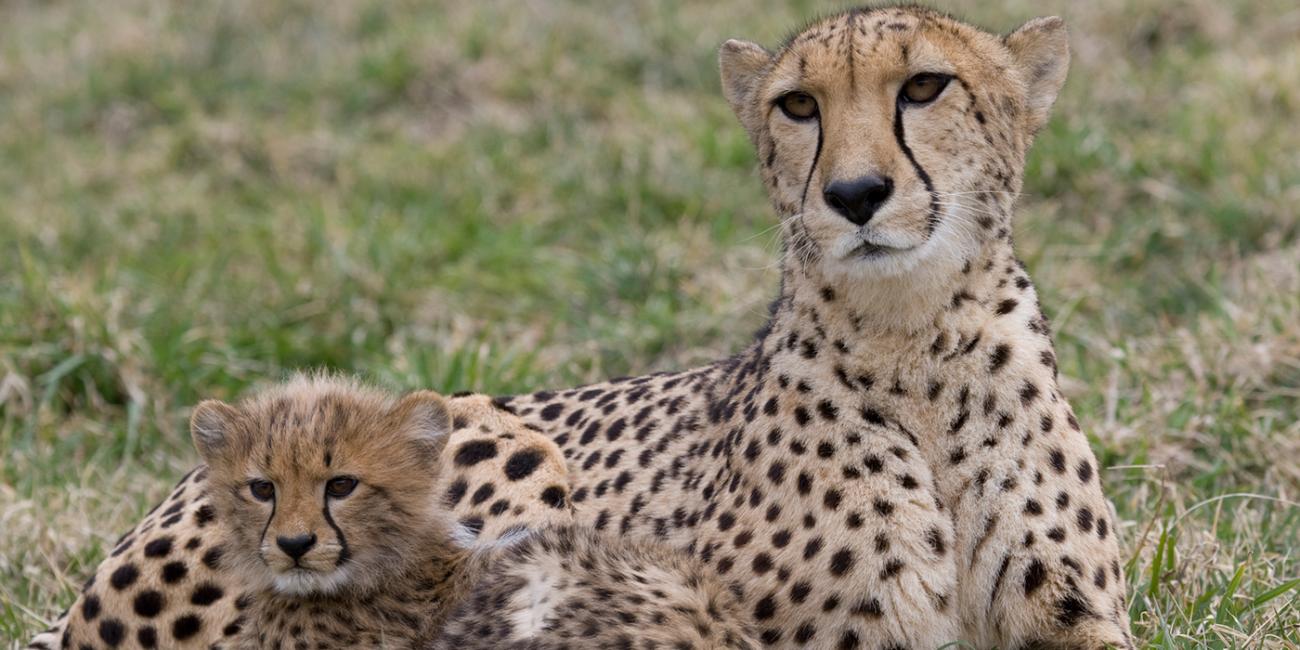 cheetah cub and mom