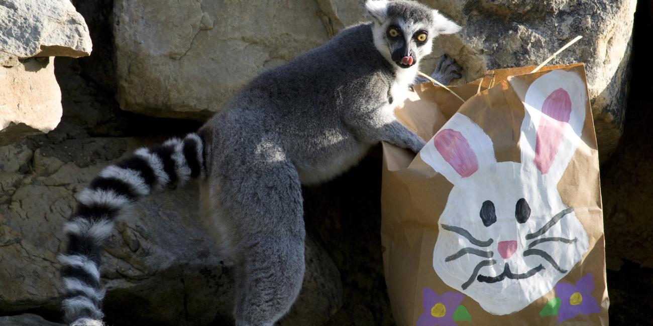lemur playing with a brown paper bag painted with a bunny