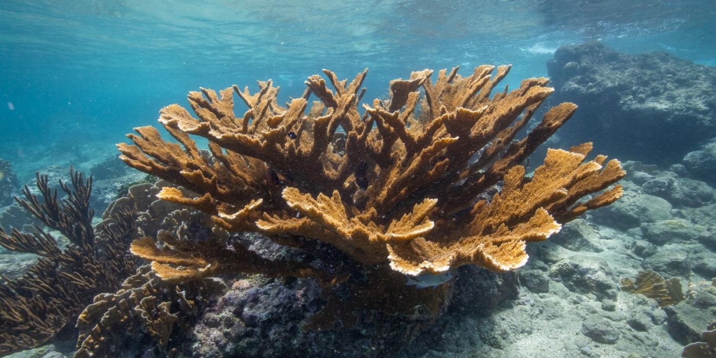 An underwater photo of a large elkhorn coral with branches that resemble the antlers of an alk