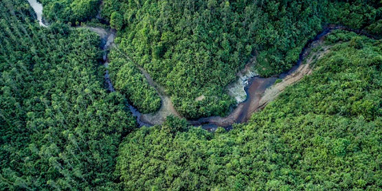 An aerial photo of a forest in Myanmar with green trees and a river running through it