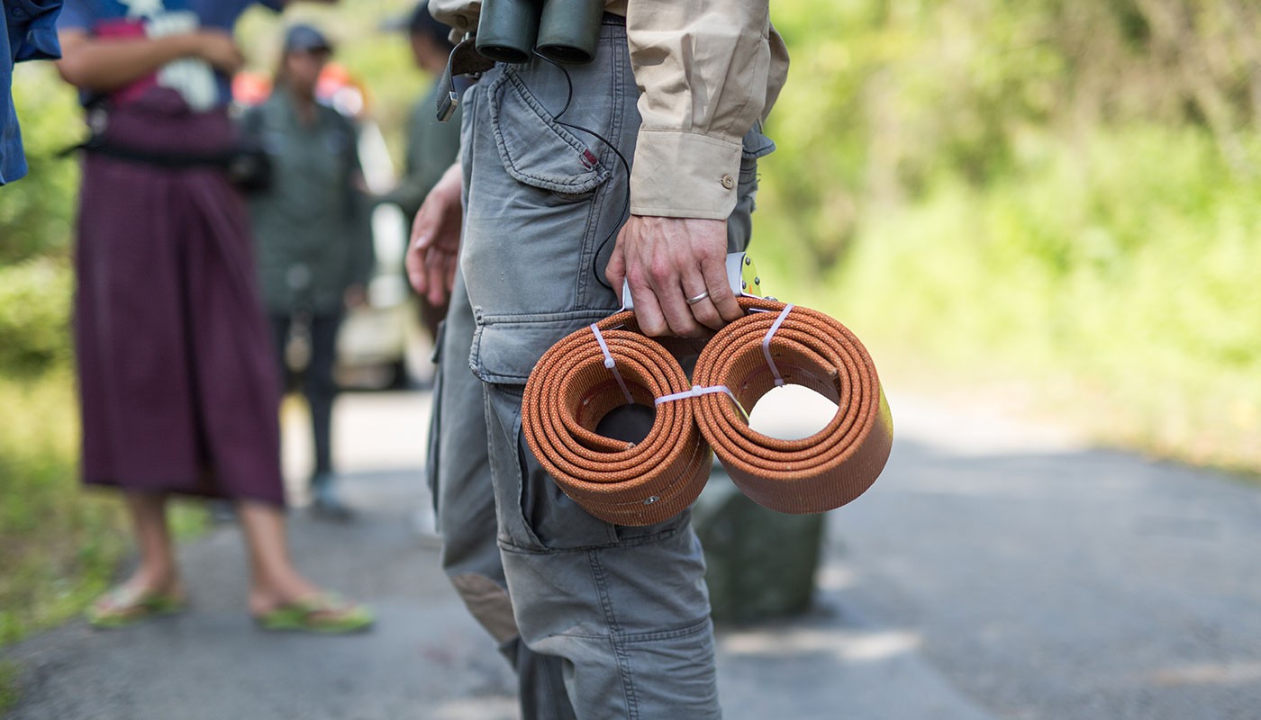 GPS Collars in Myanmar