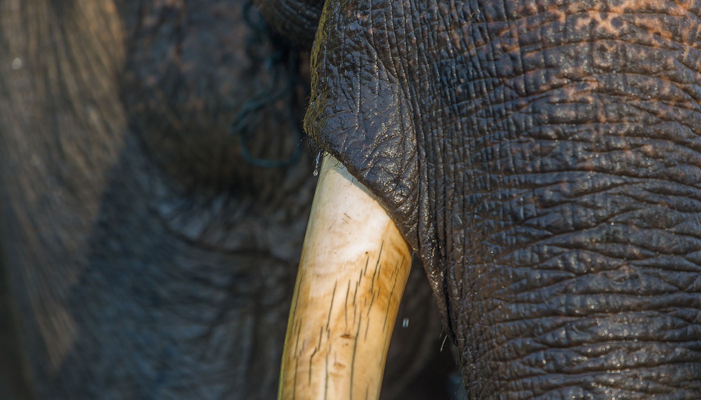 Saving Elephants in Myanmar: Elephant Poaching