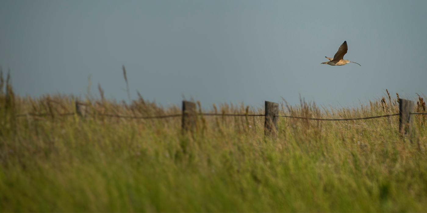 Long-billed curlew in Texas. Credit: Tim Romano, Smithsonian