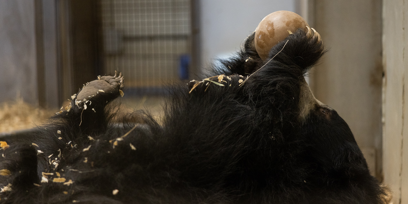 Vicki plays with a ball in her indoor quarantine area.