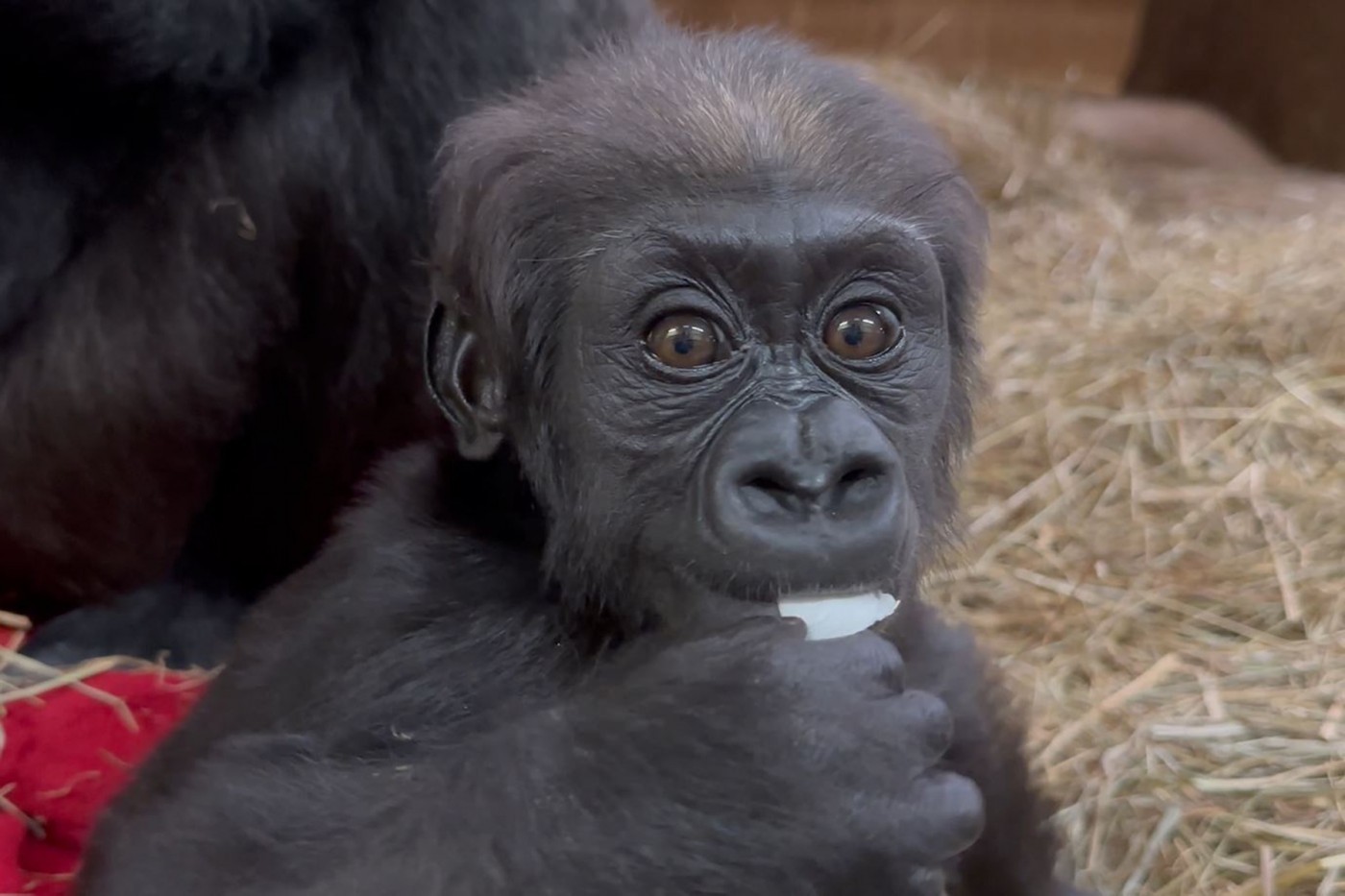 Western lowland gorilla infant Zahra snacks on some lettuce.