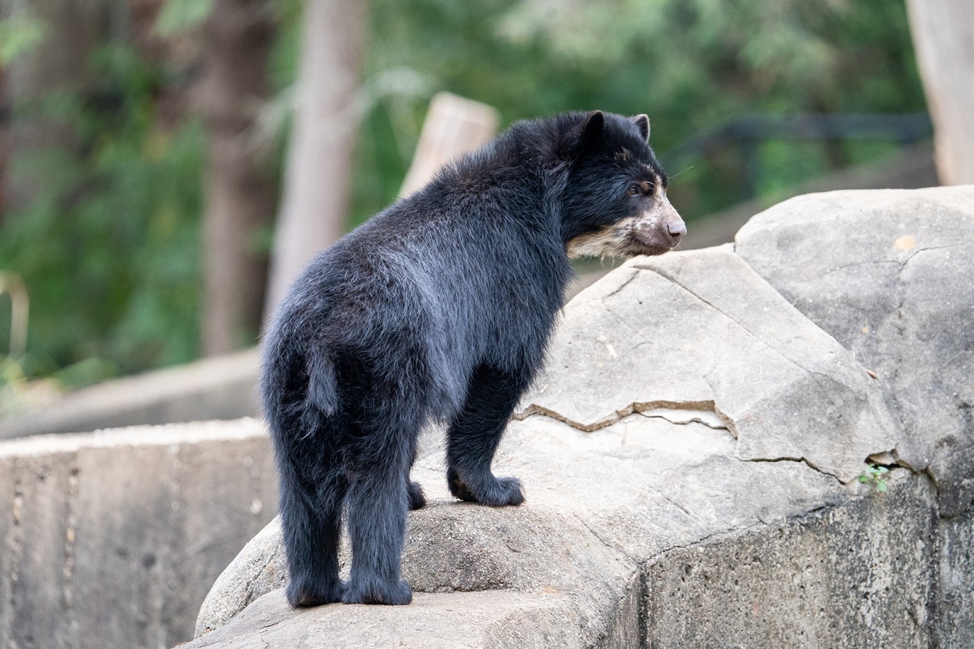 Andean bear Sean climbs the rock wall of his outdoor habitat.