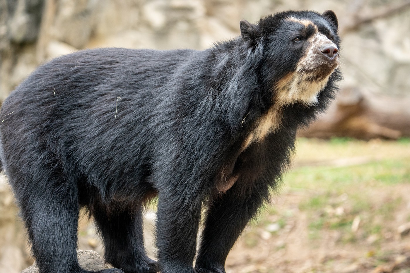 Brienne has a lightning bolt on her forehead. She is curious and daring. Often, keepers have observed her running along the edges of the rockwork in her habitat or taking a nap way up high in the tree canopy.