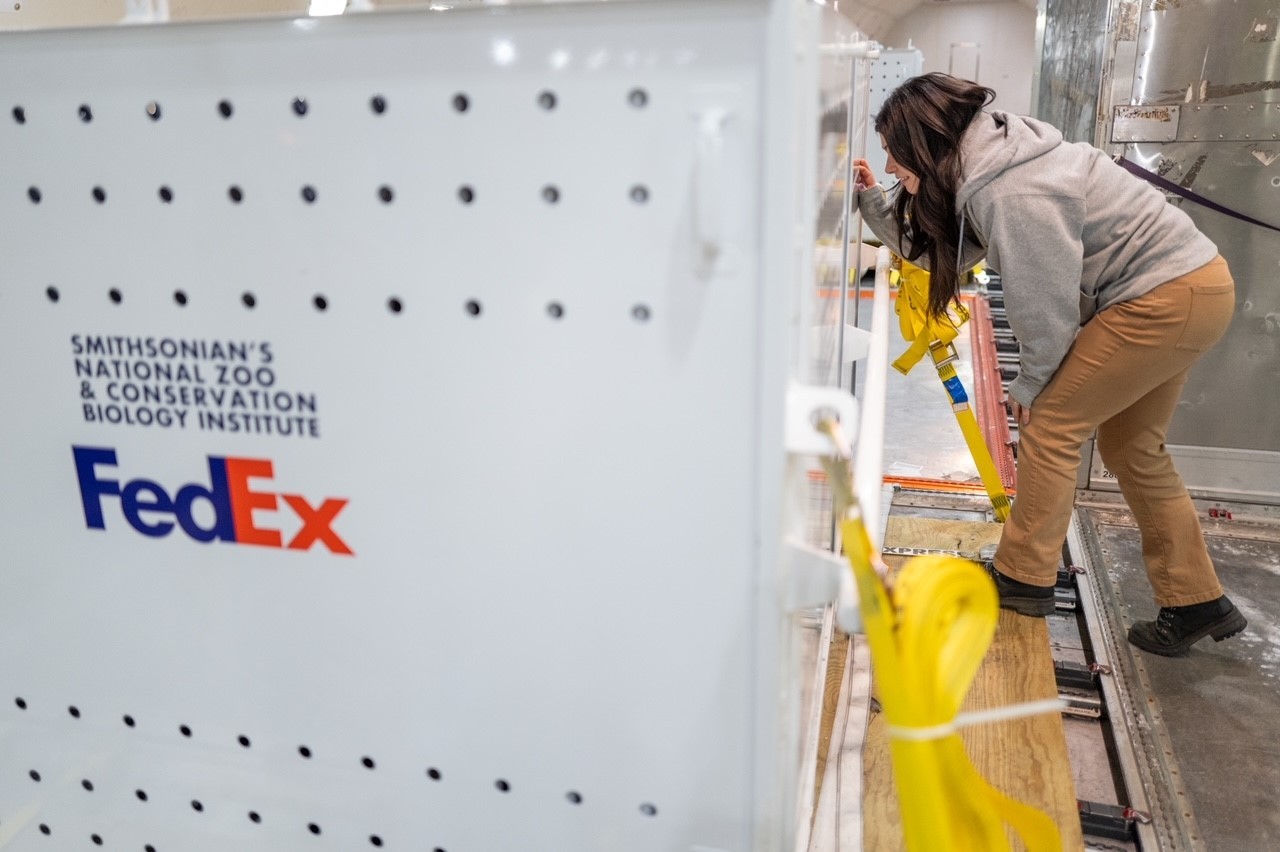 Keeper Mariel Lally checks up on the giant pandas on the FedEx flight from Dulles International Airport to Chengdu, China.