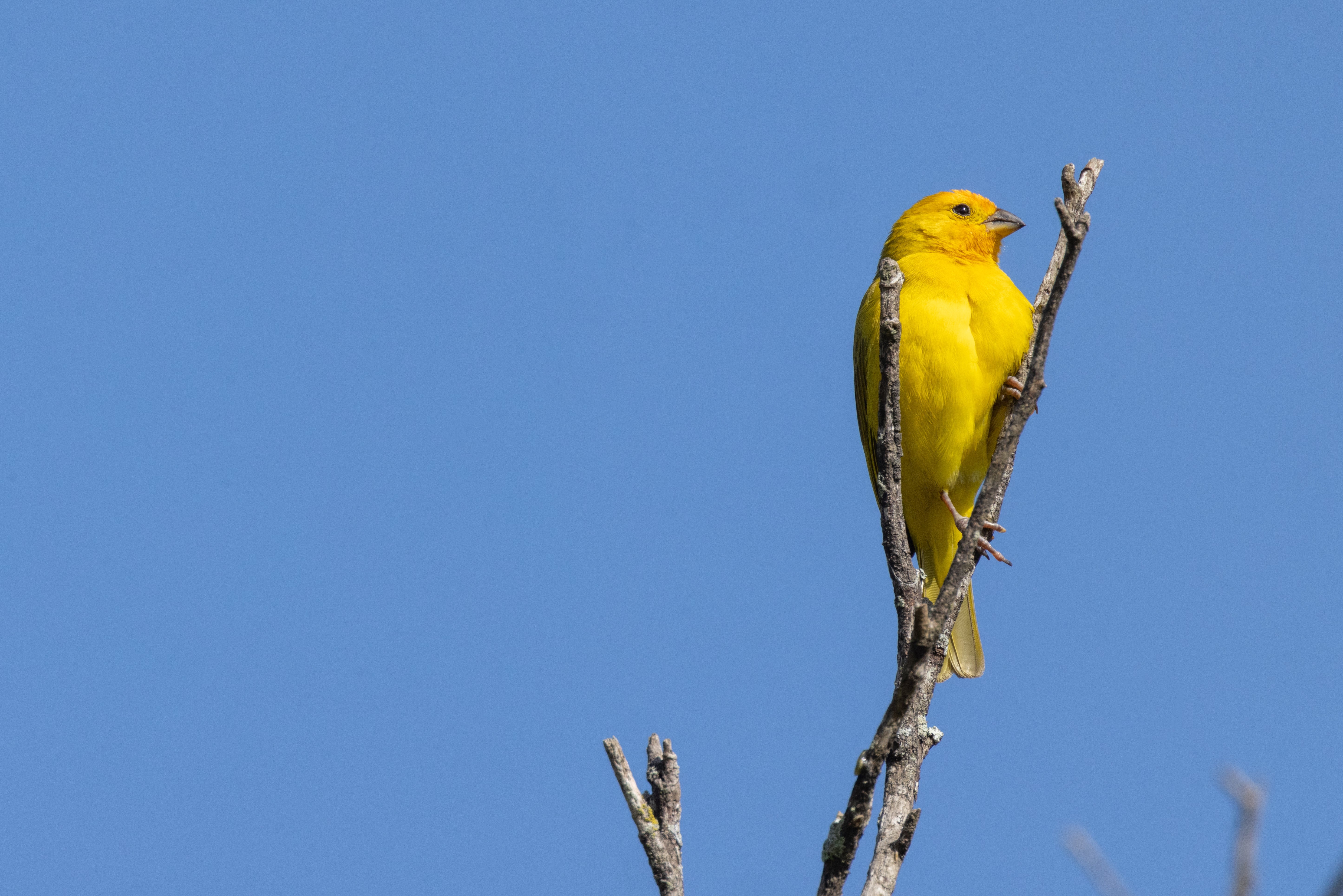 A brightly colored yellow songbird perches on a tree branch.