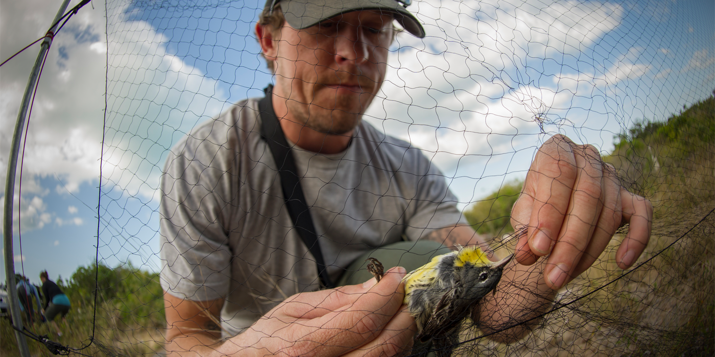 A scientist in a gray t-shirt in a baseball cap wraps a band around the leg of a tiny gray and yellow bird.