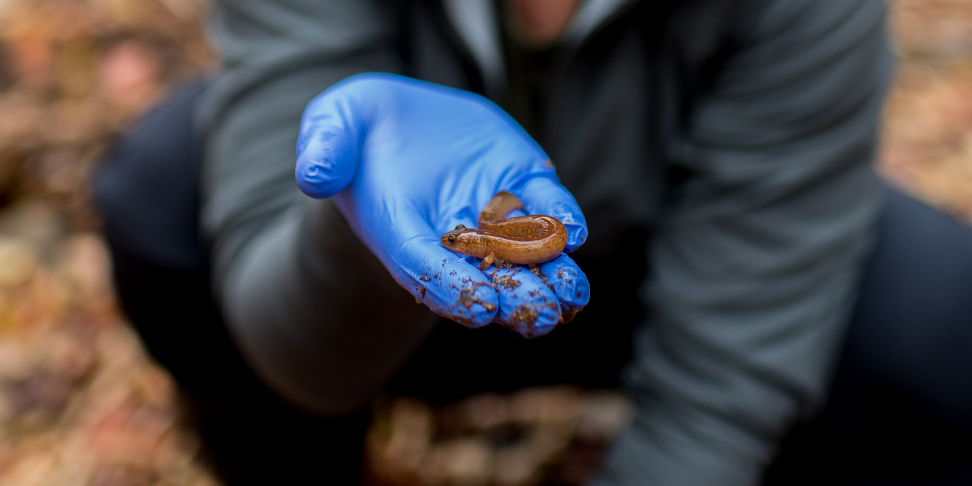 A close-up photo of a salamander being held loosely by a gloved hand. The hand belongs to the author of this blog post. 