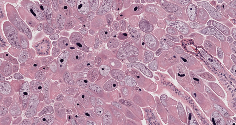 Image is of a stain of cells inside the small intestine of a naked mole rate.