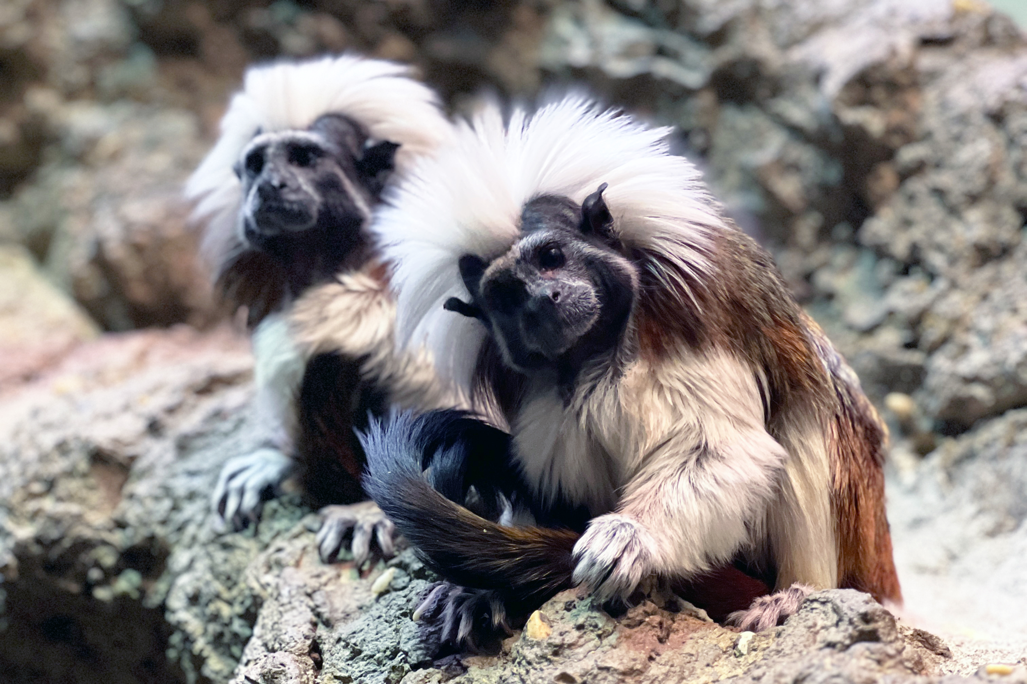 The public is invited to help name two cotton-top tamarin sisters at the Smithsonian’s National Zoo and Conservation Biology Institute. Photo 1 credit: Chelia Chong, Smithsonian’s National Zoo and Conservation Biology Institute