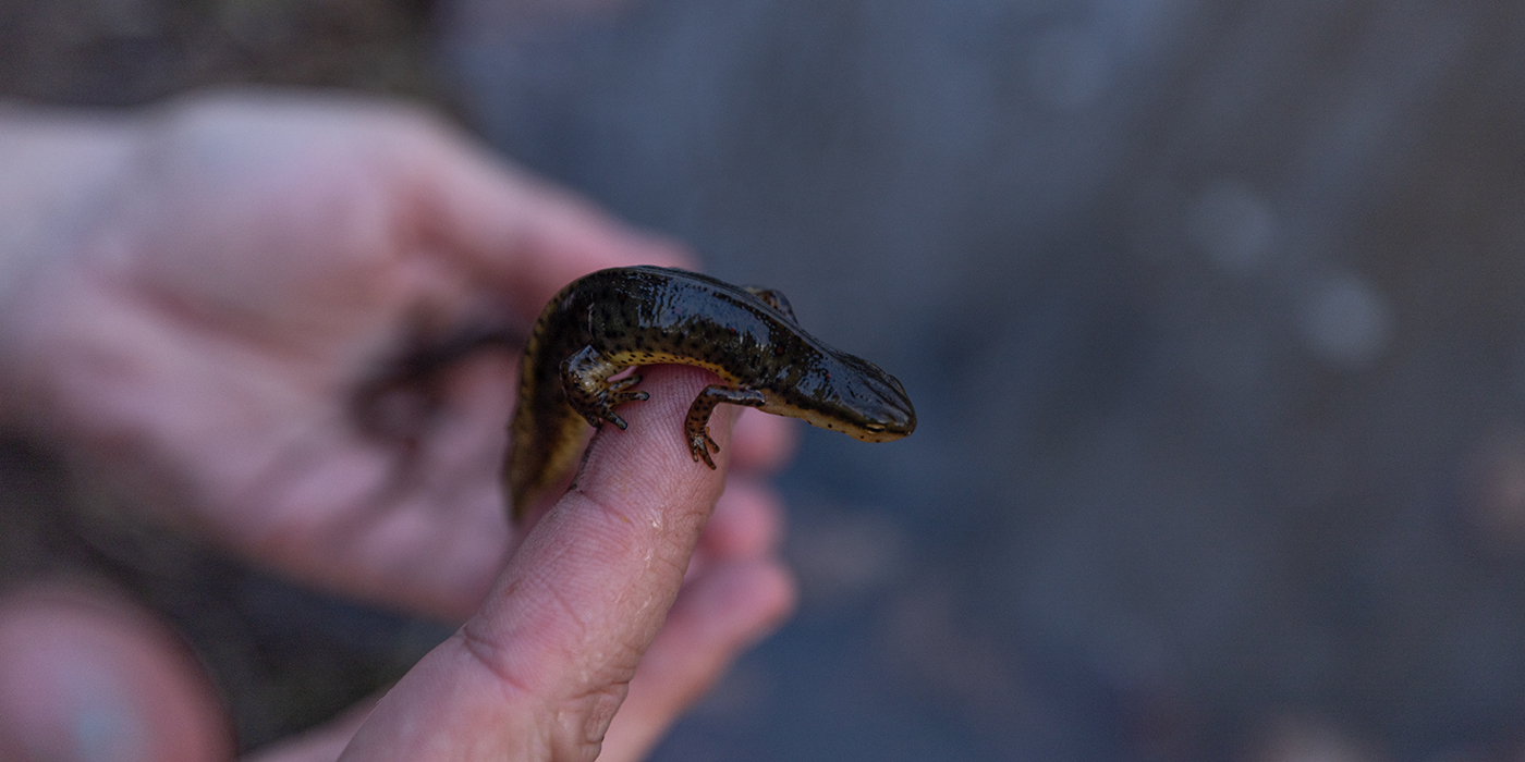 Closeup of a red-spotted newt, held gently in the hands of a Smithsonian scientist.