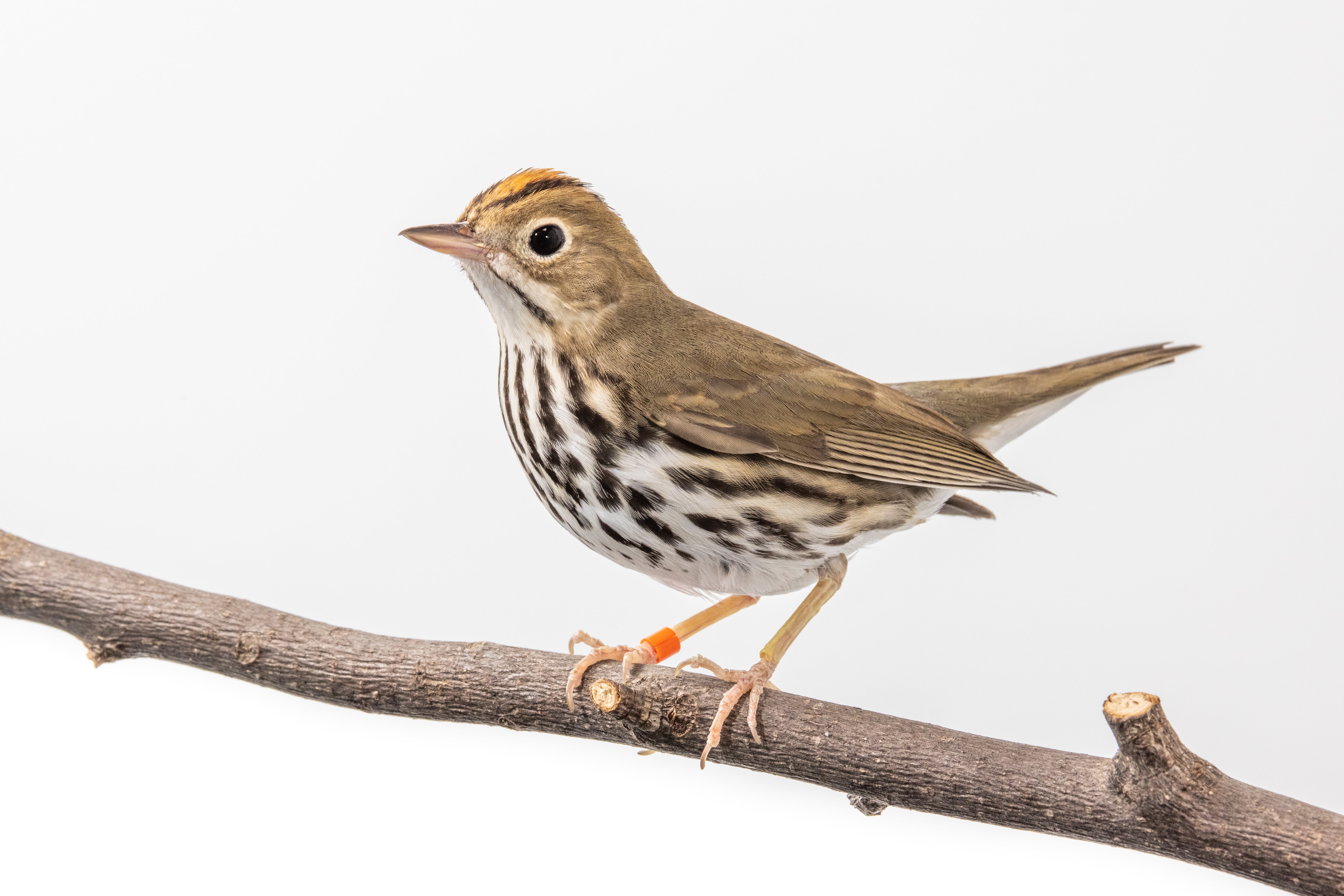 An ovenbird rests on a branch.