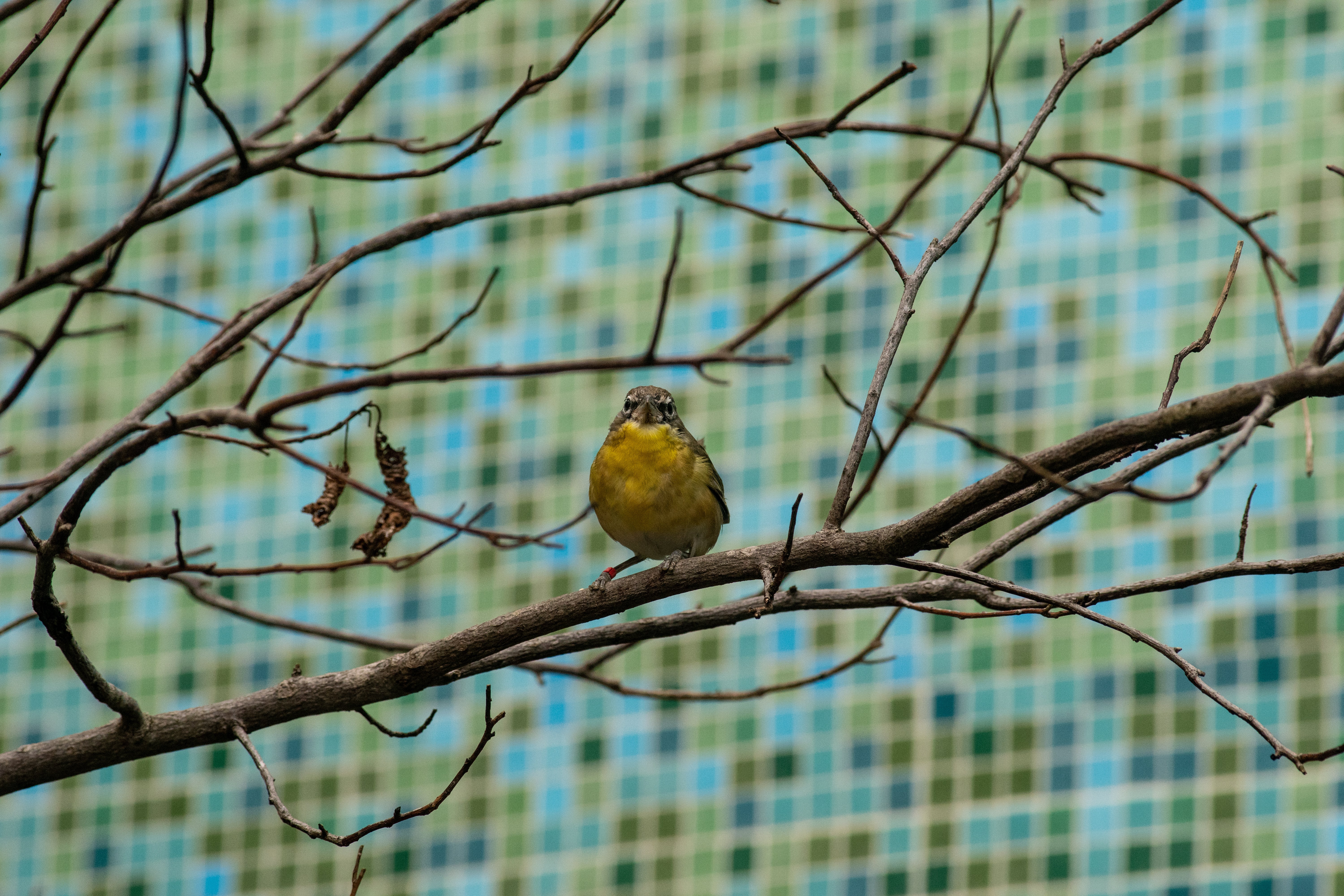 A yellow-breasted chat rests on a branch in the Bird Friendly Coffee Farm aviary. 