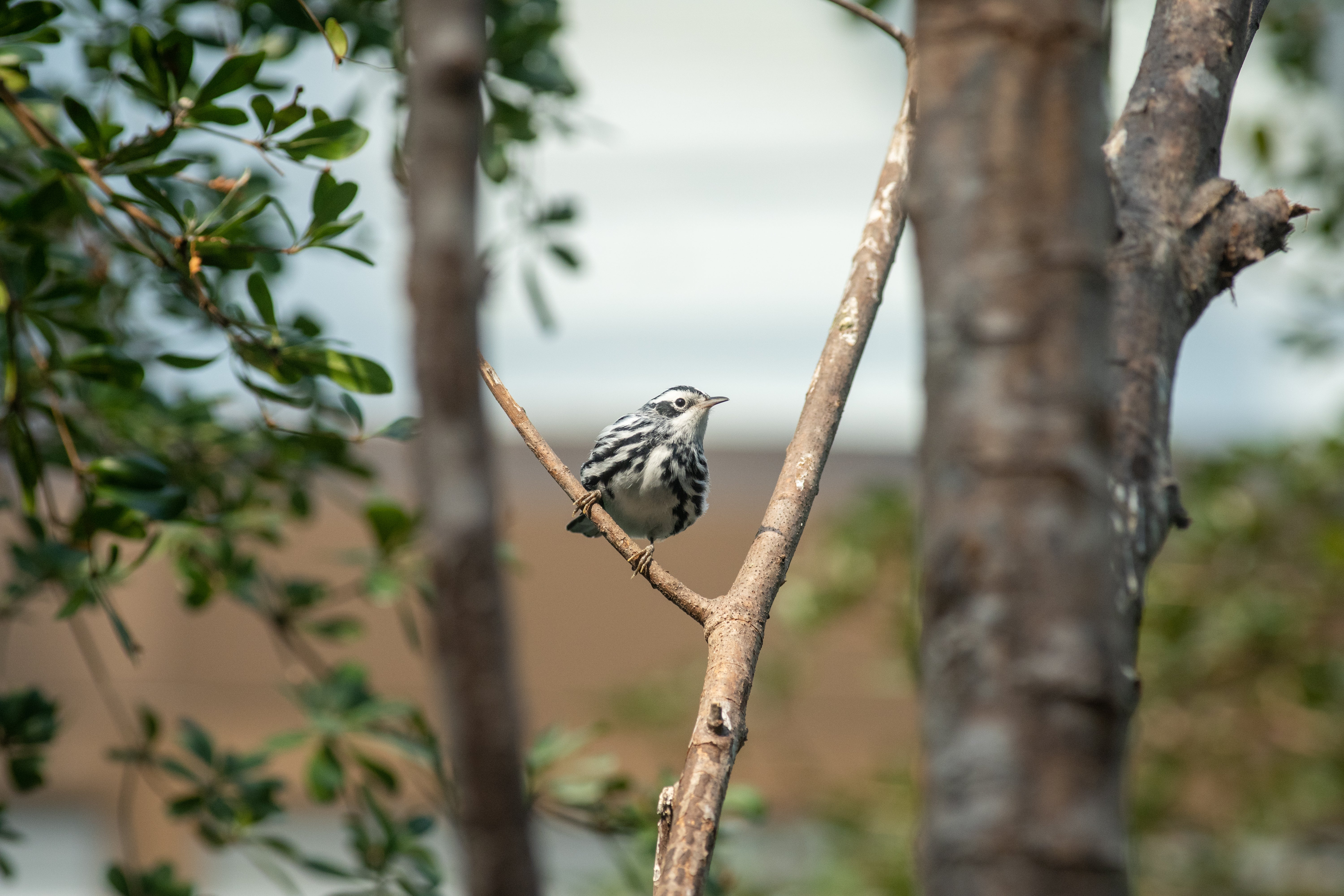A black-and-white warbler rests on a tree branch in the Bird House.