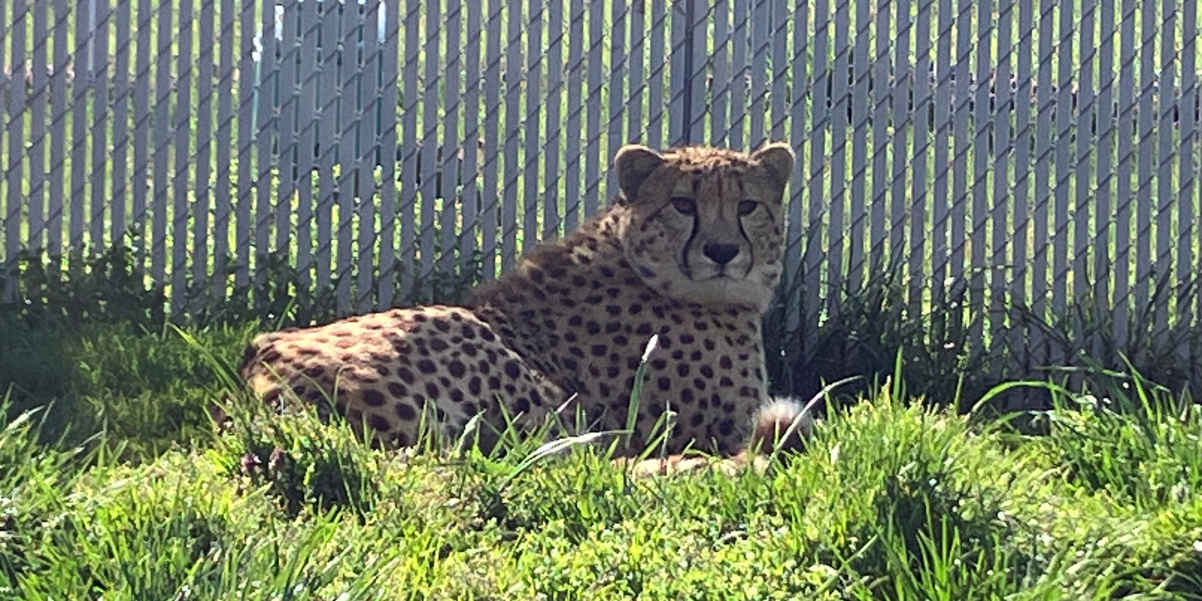 One large male cheetah rests in a field of grass. A slatted fence is behind him.