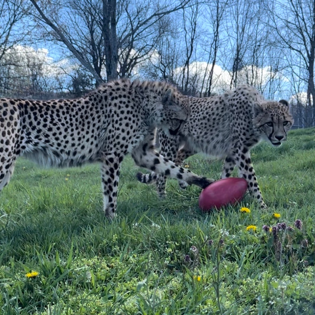 Two juvenile male cheetahs investigating a rubber red egg toy in a grassy field. The male on the left is batting the egg with his paw.
