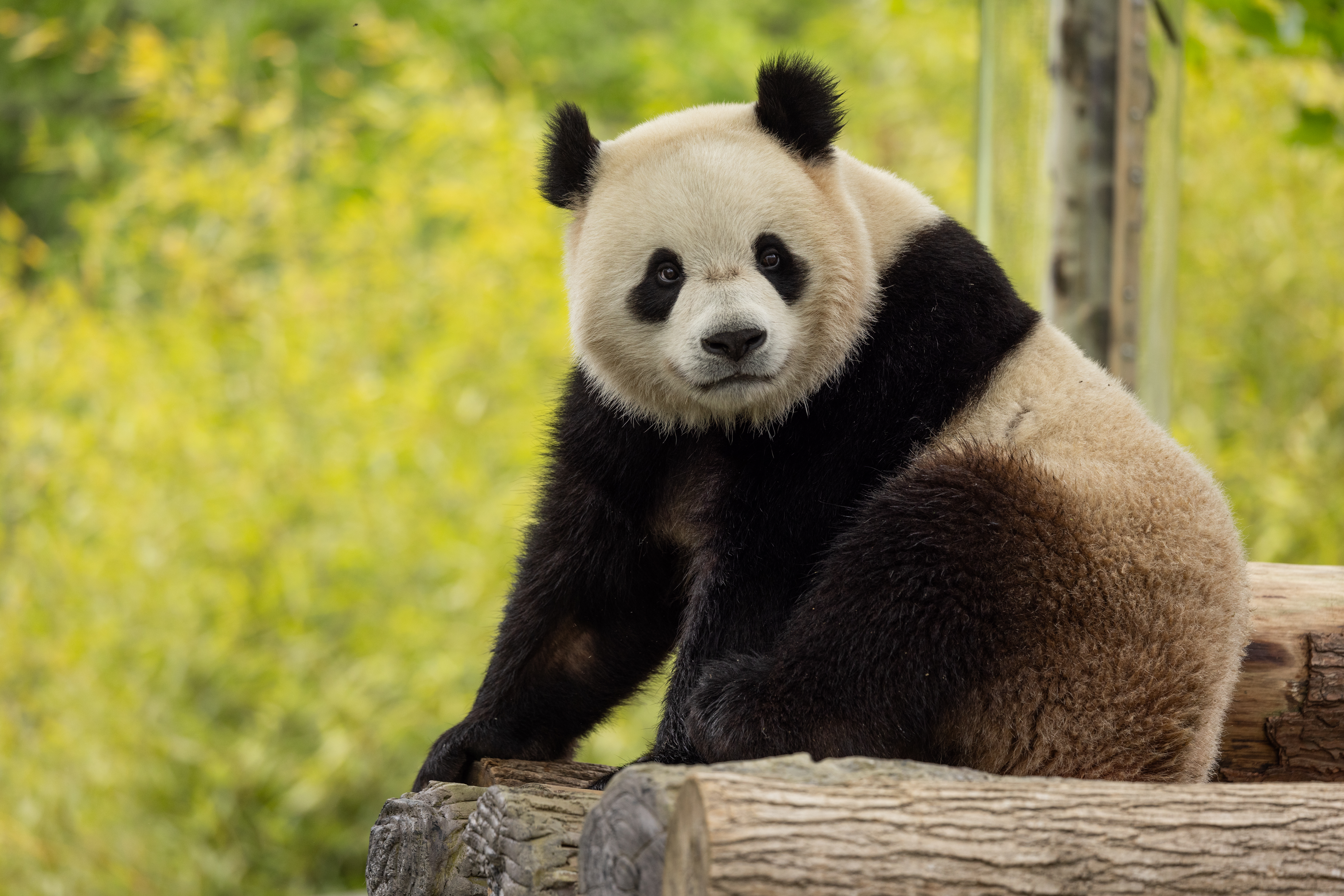 Giant panda Bao Li Two-year-old male giant panda Bao Li in his habitat at Shenshuping Base in Wolong, China, May 16.