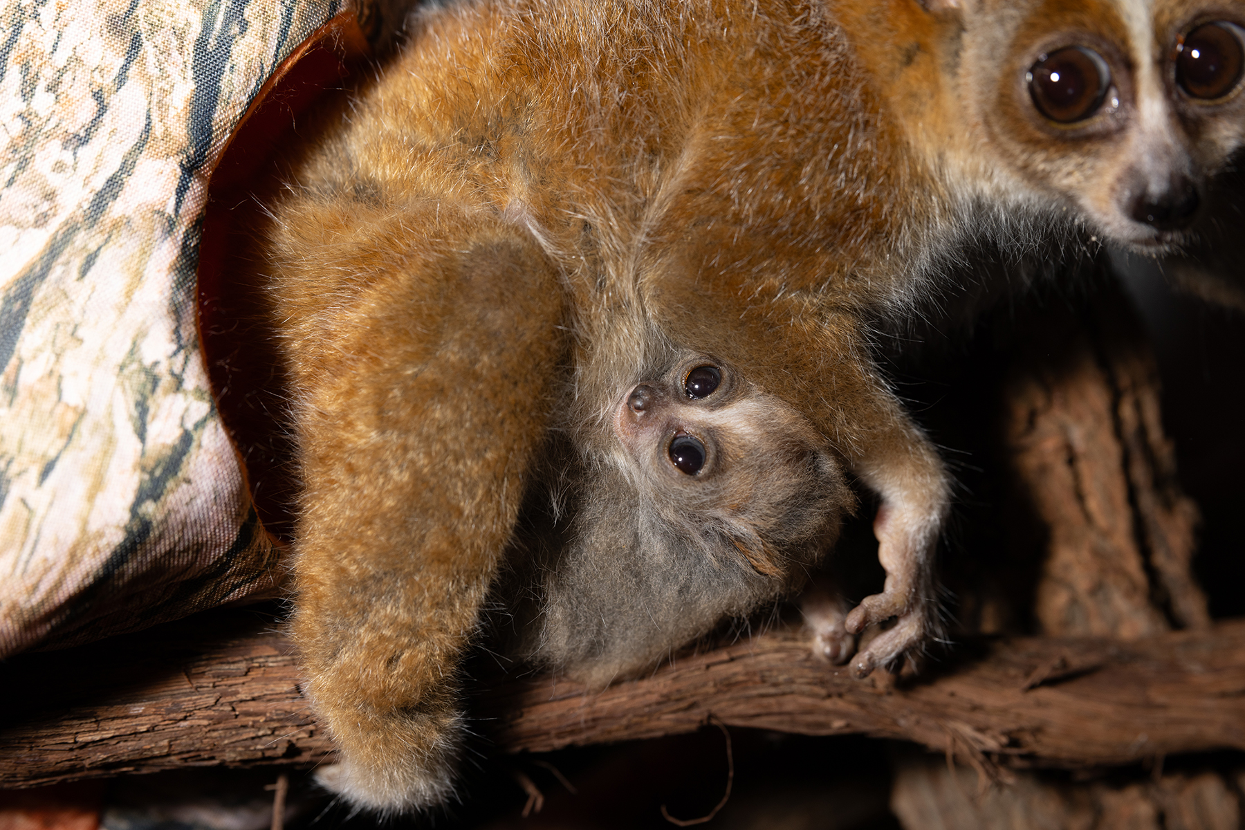 Pygmy slow loris Naga carries around one of her babies on April 17, 2024.