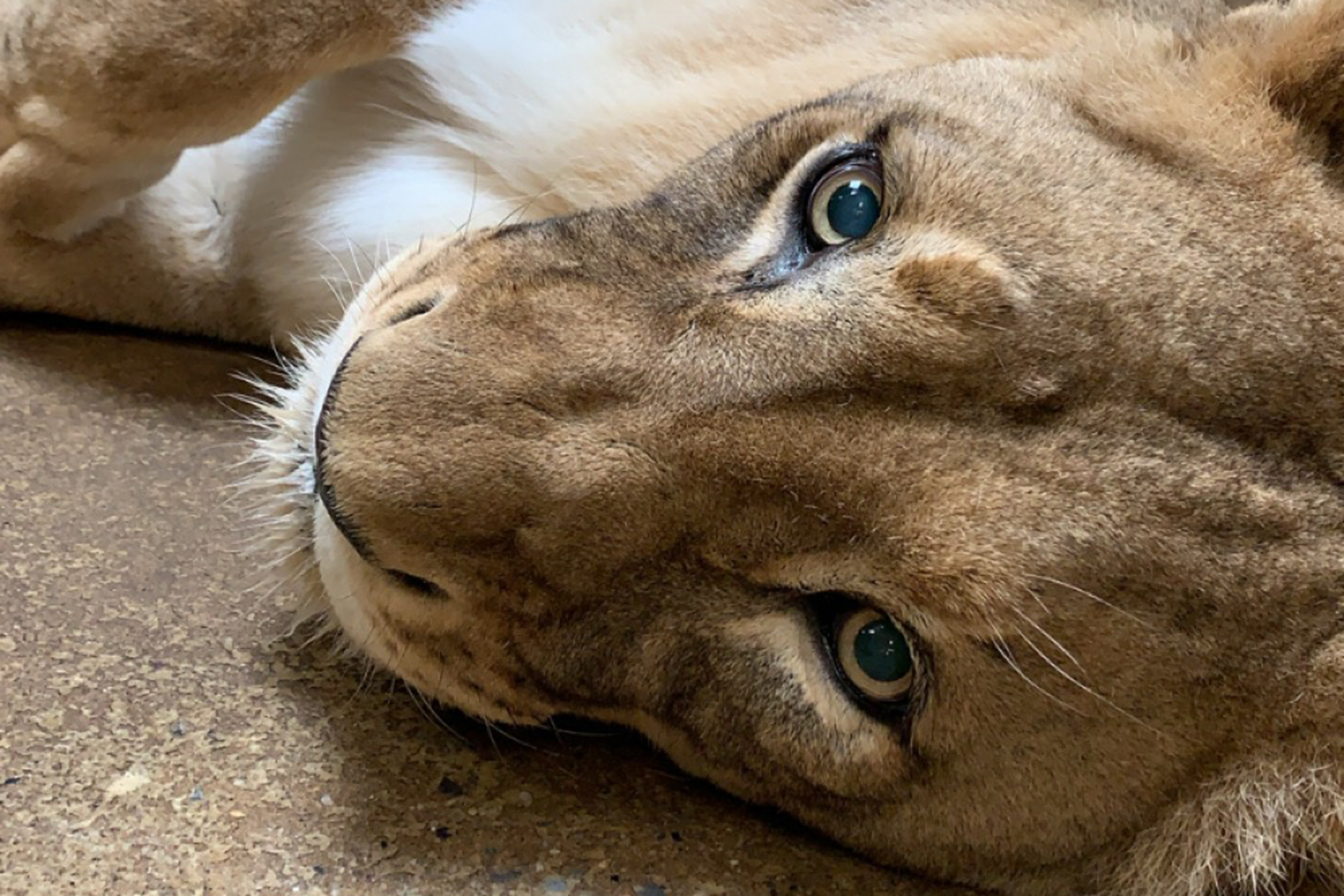 African lion Shera rests on the cool floor of her indoor habitat. African lion Shera rests on the cool floor of her indoor habitat.