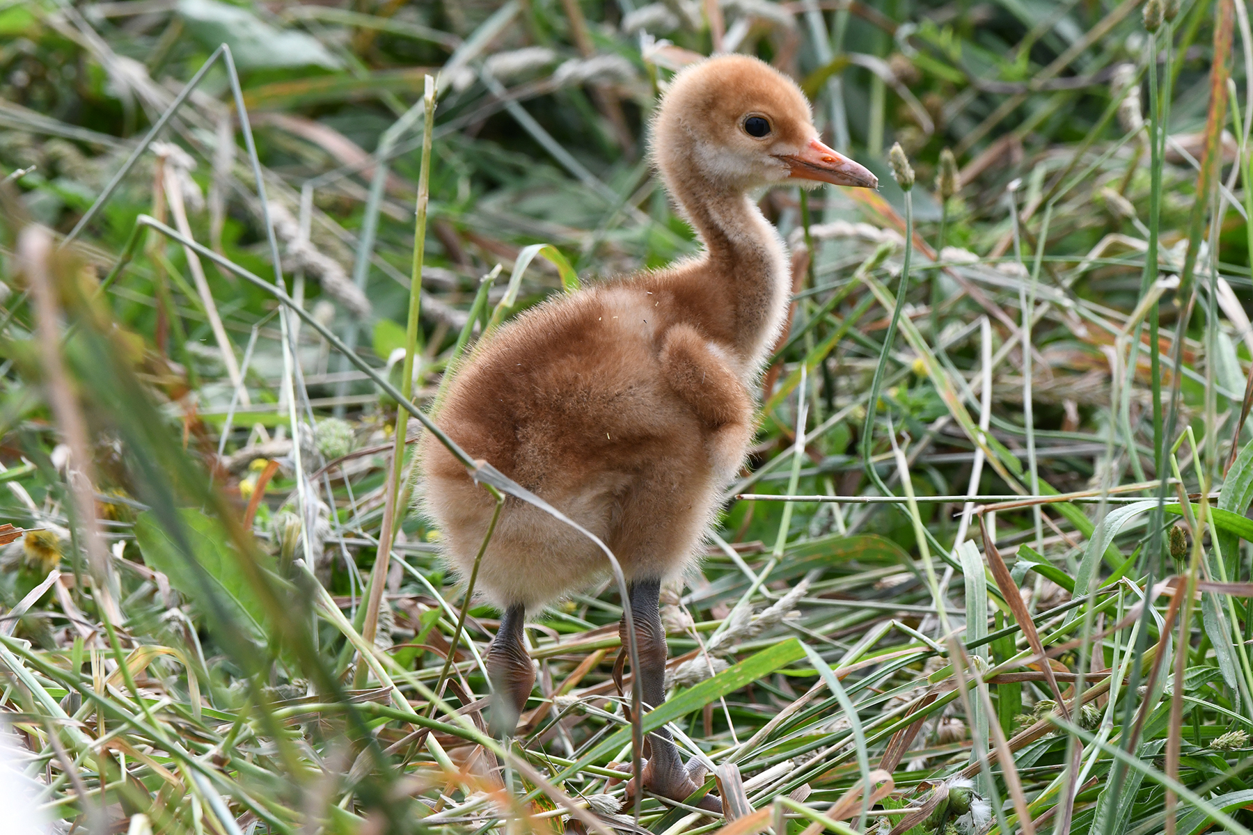 A red-crowned crane chick nestled among the grasses. A red-crowned crane chick nestled among the grasses.