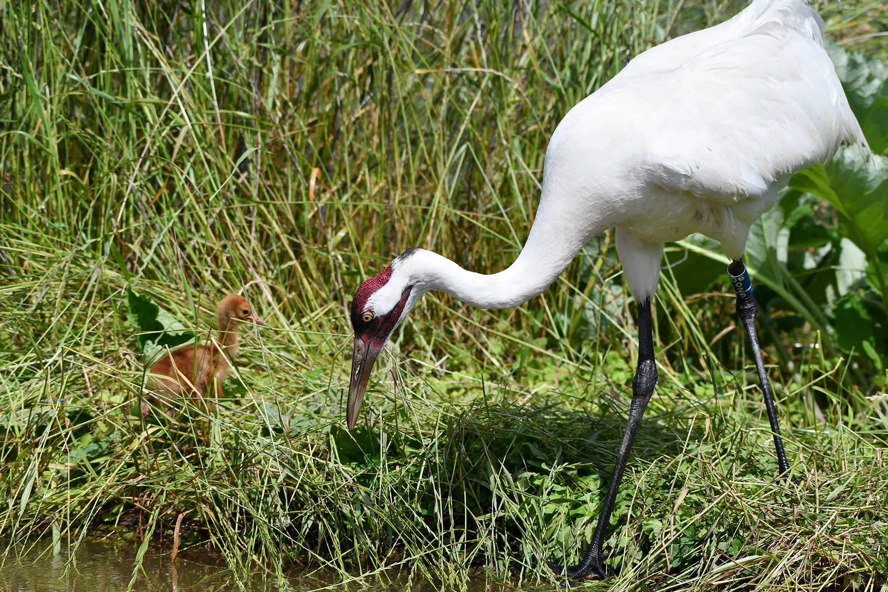 A whooping crane chick pictured with its surrogate parent. A whooping crane chick pictured with its surrogate parent.