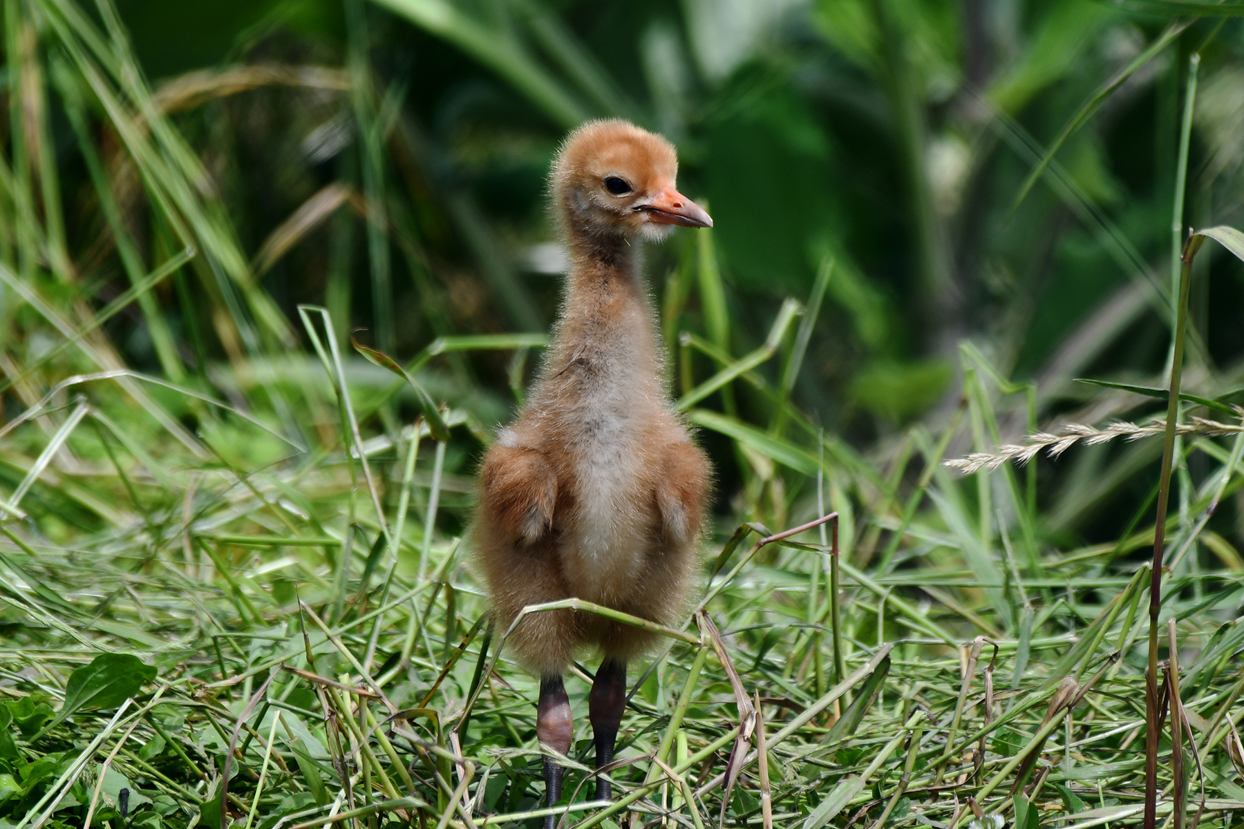 A whooping crane chick stands tall in the grasses. A whooping crane chick stands tall in the grasses.