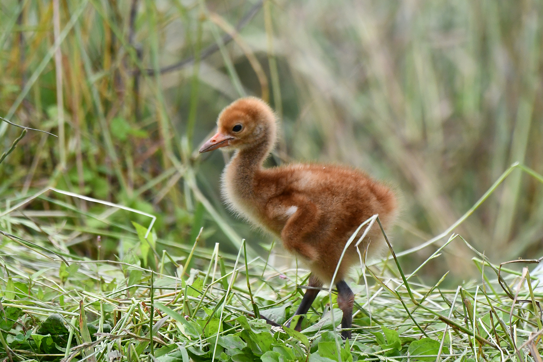 A whooping crane chick strolls through the grasses in its habitat. A whooping crane chick strolls through the grasses in its habitat.