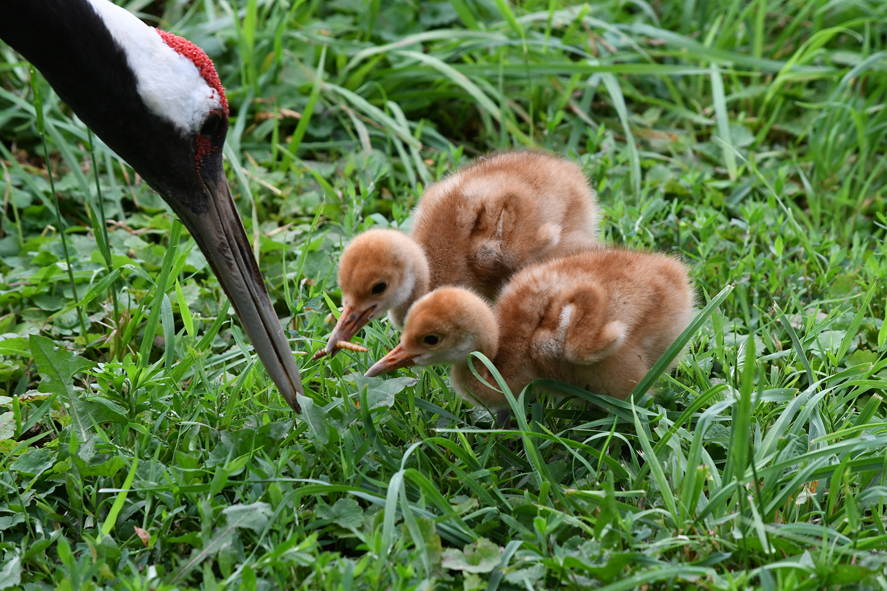 These two red-crowned crane chicks are the third and fourth offspring for their parents, Tara and Prince. These two red-crowned crane chicks are the third and fourth offspring for their parents, Tara and Prince.