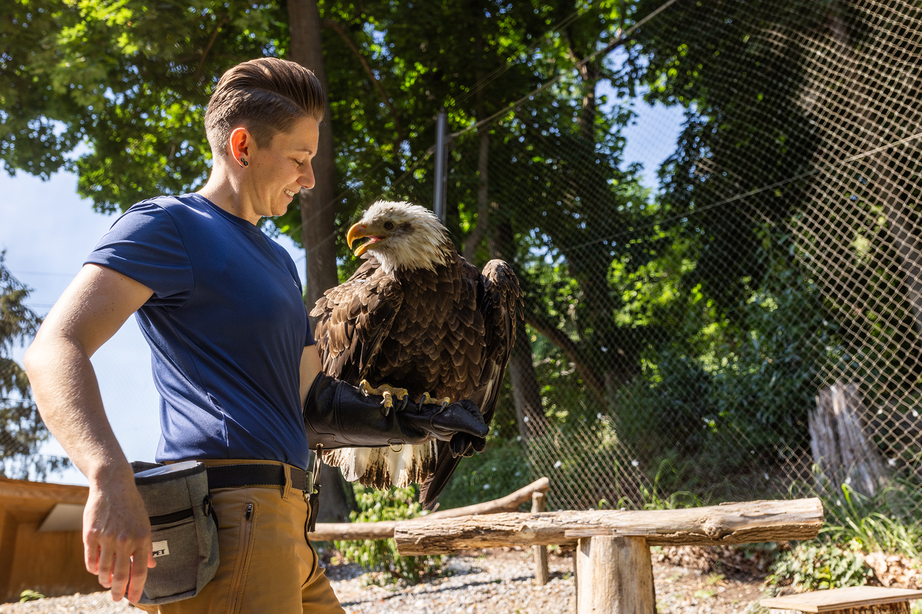 Animal keeper Sam Milne smiles at the Zoo's bald eagle, Acadia, who is looking back at Sam. They stand in the bald eagle habitat together, with Acadia perched atop Sam's glove. Animal keeper Sam Milne smiles at the Zoo's bald eagle, Acadia, who is looking back at Sam. They stand in the bald eagle habitat together, with Acadia perched atop Sam's glove.