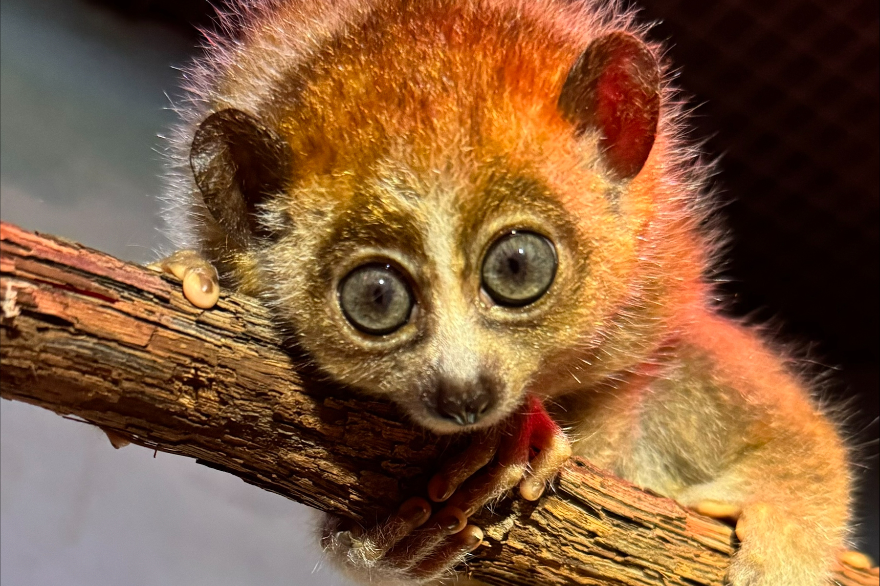 Male pygmy slow loris Zuko grips a tree branch in his exhibit. Male pygmy slow loris Zuko grips a tree branch in his exhibit.