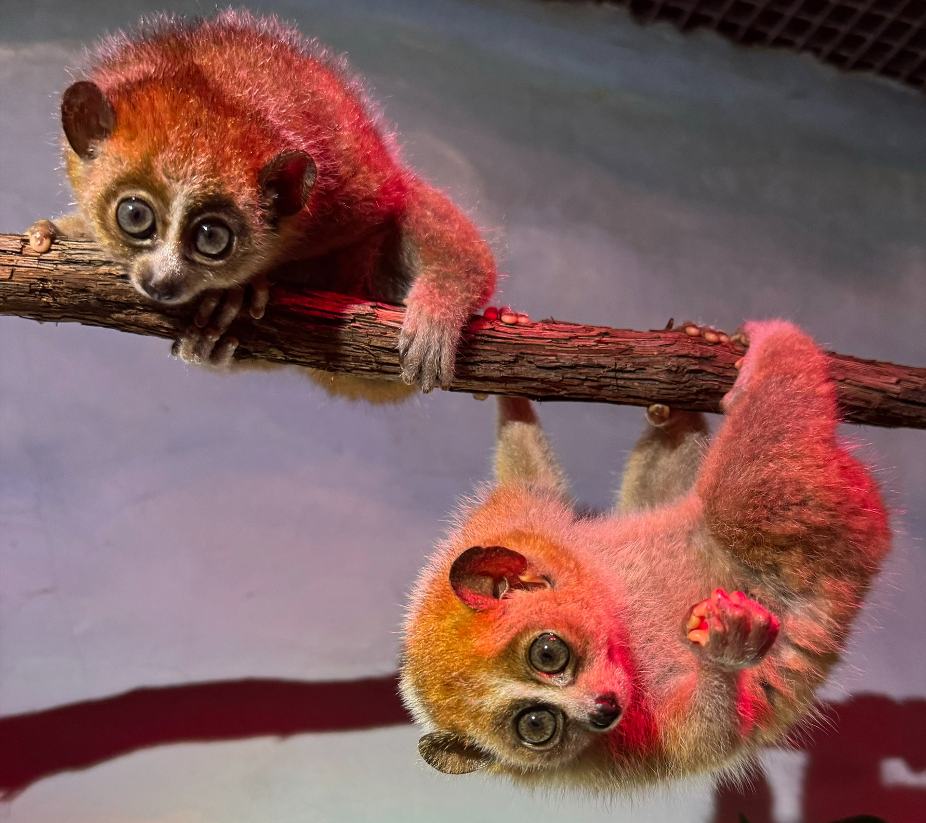 Pygmy slow loris babies Zuko (left) and Azula (right) hang out on the branches in their habitat at the Small Mammal House. Pygmy slow loris babies Zuko (left) and Azula (right) hang out on the branches in their habitat at the Small Mammal House.