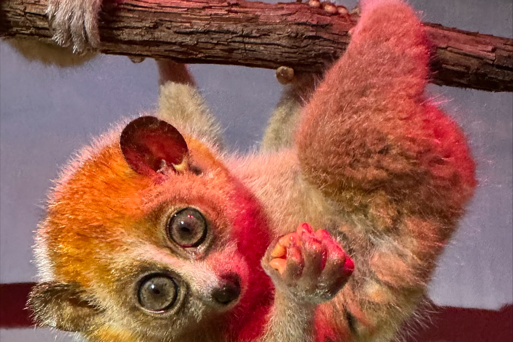 Female pygmy slow loris Azula hangs from a branch in their exhibit. Female pygmy slow loris Azula hangs from a branch in their exhibit.