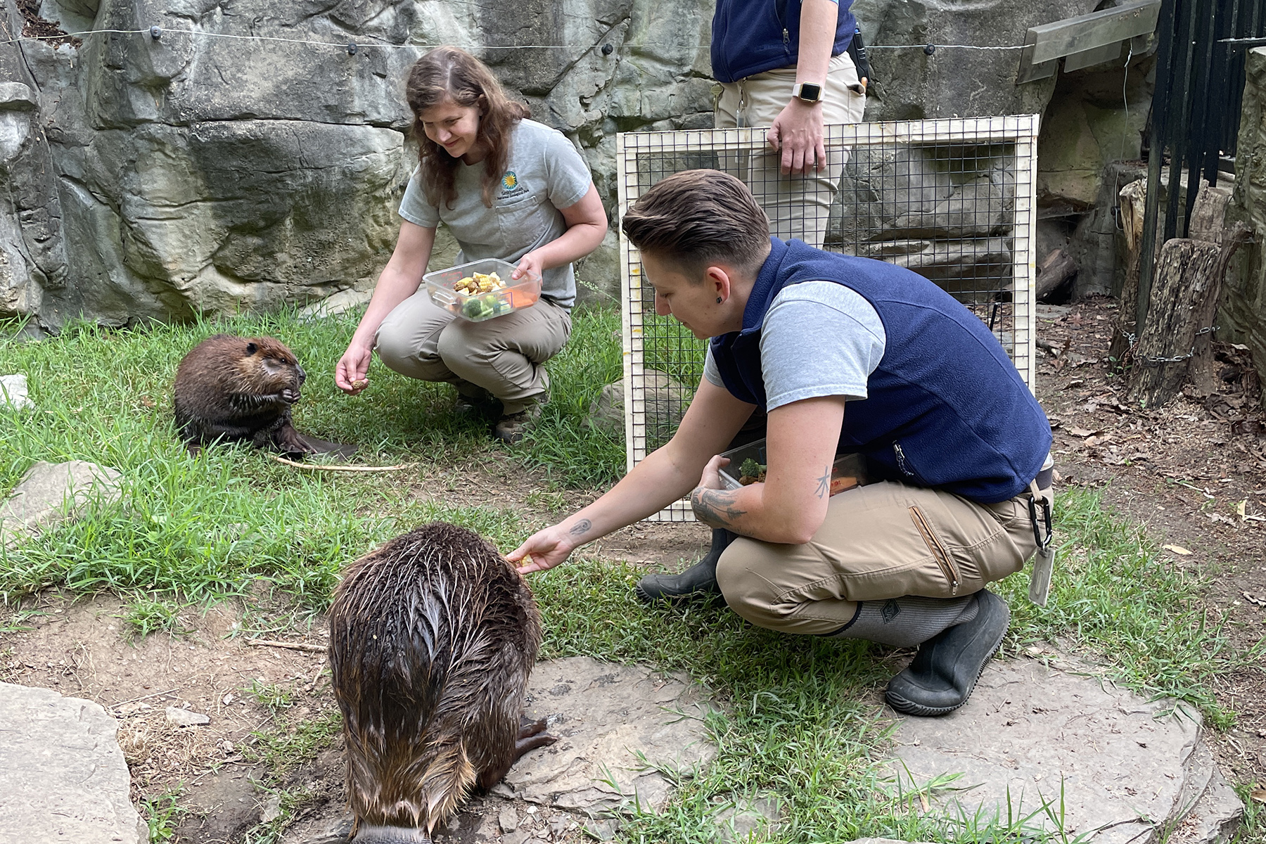 Keepers Diana Vogel and Sam Milne conduct introductions between beavers Aspen and Juniper. Keepers Diana Vogel and Sam Milne conduct introductions between beavers Aspen and Juniper. The beavers face one another and calmly sit and eat the vegetables being offered by keepers. Nearby, curator Rebecca Sturniolo holds a portable mesh screen, called a "howdy door," which could be placed as a protective barrier between the beavers if the need to separate them arose.