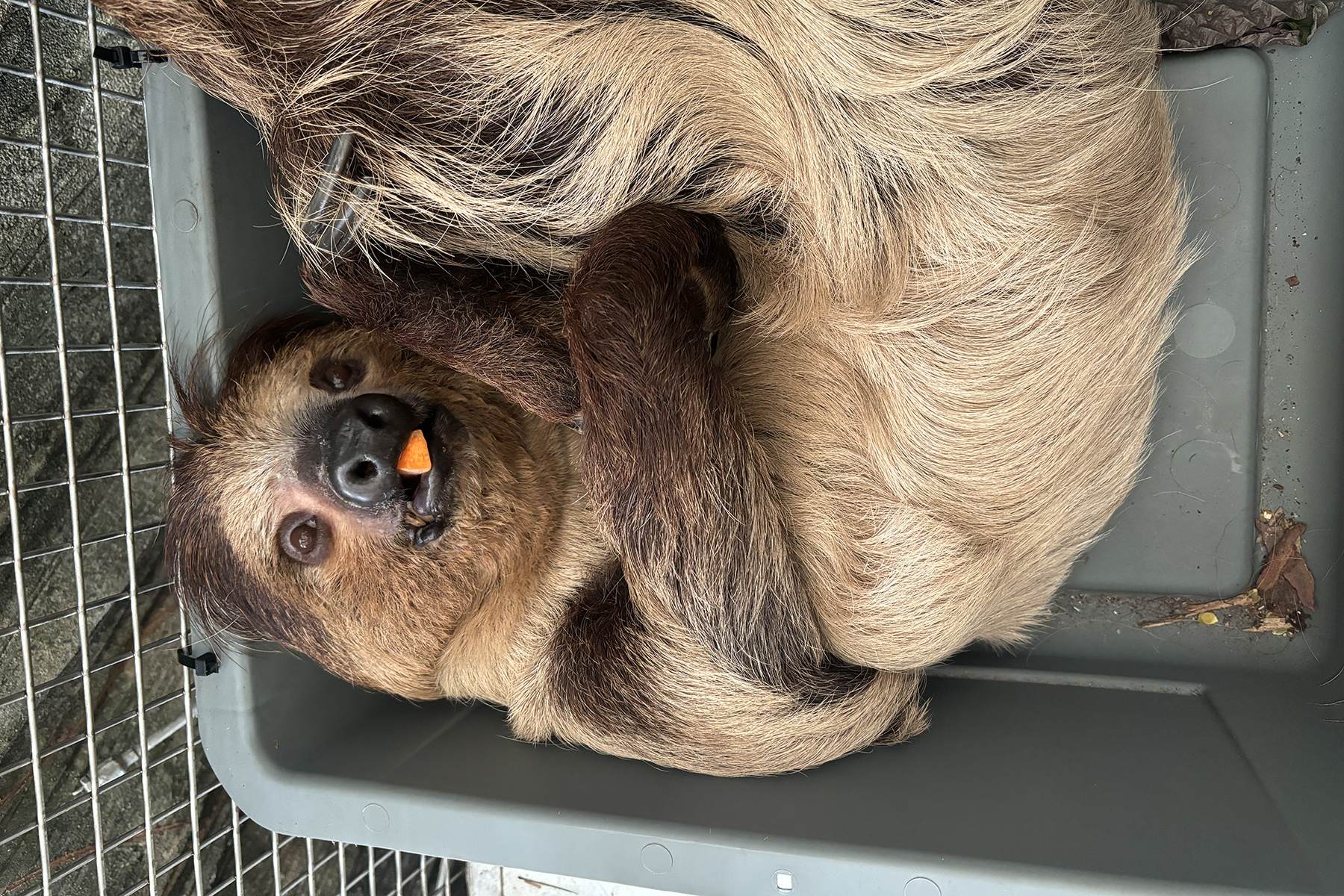 A close-up of Howie, a southern two-towed sloth. He is resting on his back inside a gray bin with a piece of carrot in his mouth, looking up at the viewer. A close-up of Howie, a southern two-towed sloth. He is resting on his back inside a gray bin with a piece of carrot in his mouth, looking up at the viewer.